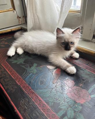 Ultima cucciola di Ragdoll