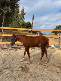 PULEDRO QUARTER HORSE