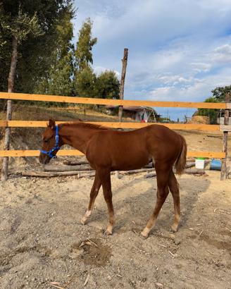 PULEDRO QUARTER HORSE