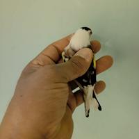 Cardellino testa d'aquila anno 2025
