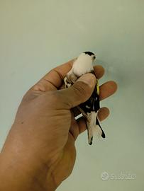 Cardellino testa d'aquila anno 2025