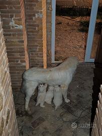 5 cuccioli di Pastore abruzzese con Pedigree ENCI