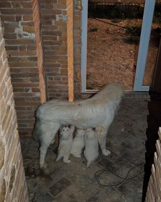 5 cuccioli di Pastore abruzzese con Pedigree ENCI