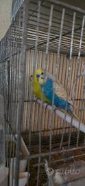Cocoriti