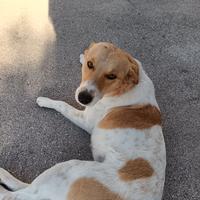 Cagnolina in adozione
