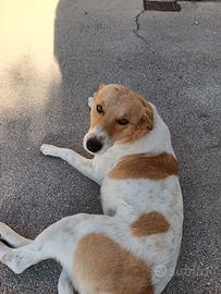 Cagnolina in adozione