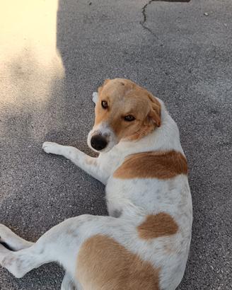 Cagnolina in adozione