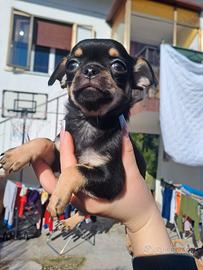 Chihuahua