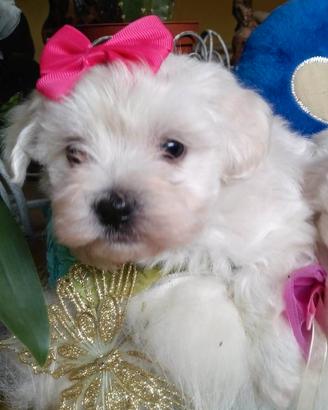 Femminuccia Maltipoo taglia toy