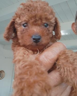 Toy e mini Toy Red scuro