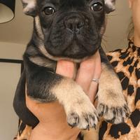 Bulldog francese merlé carrier