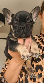 Bulldog francese merlé carrier