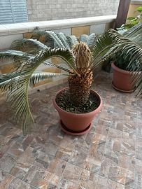 Cycas