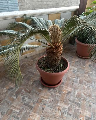Cycas