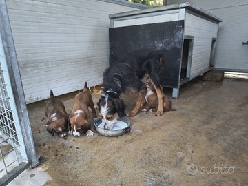 Cuccioli segugio maremmano