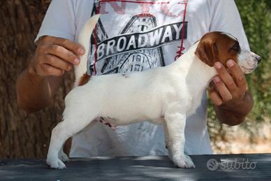 Jack russell terrier