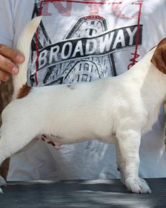 Jack russell terrier