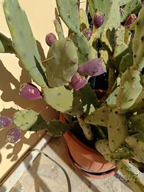 Pianta fichi d'India nani