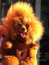 Cuccioli di boarboncino Toy