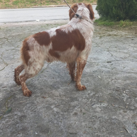 Epagneul breton bianco arancio