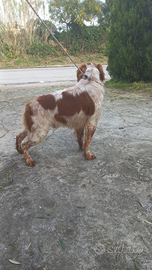 Epagneul breton bianco arancio