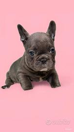 Bulldog francese