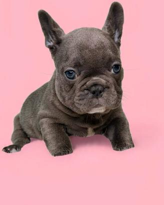 Bulldog francese