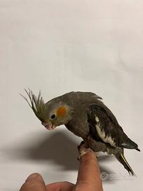 Calopsiti allevate a mano