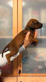 Cuccioli di Rhodesian Ridgeback