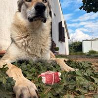 Clc disponibile per monta nonvendo