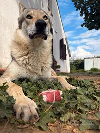 Clc disponibile per monta nonvendo