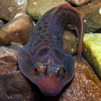 Lepadogaster lepadogaster pesce succhiascoglio