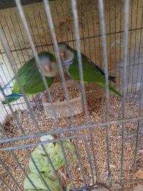 Parrocchetto monaci coppia