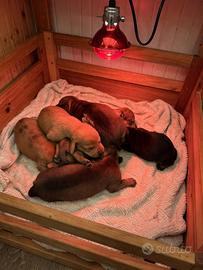 Bassotti kaninchen varie colorazioni a 60 giorni