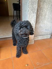 Barboncino toy