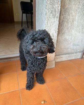 Barboncino toy