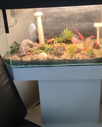 acquario 