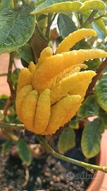 pianta CEDRO DI BUDDHA