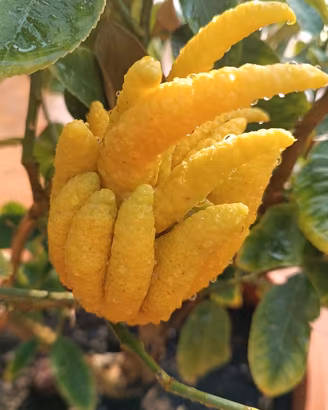 pianta CEDRO DI BUDDHA