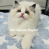 Cuccioli Ragdoll seal bicolor con Pedigree