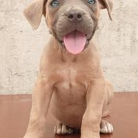 Cane corso