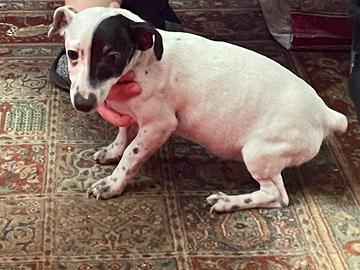Jack Russell solo femmine