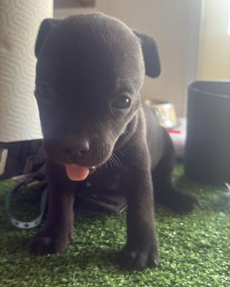Staffy