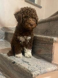 Lagotto Romagnolo