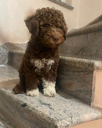 Lagotto Romagnolo