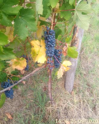 Uva dolcetto per vinificazione