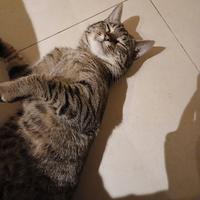 Saisey gatto tenerone