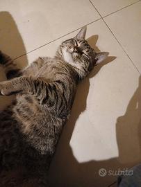 Saisey gatto tenerone