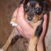 Pinscher