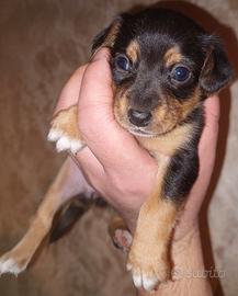 Pinscher